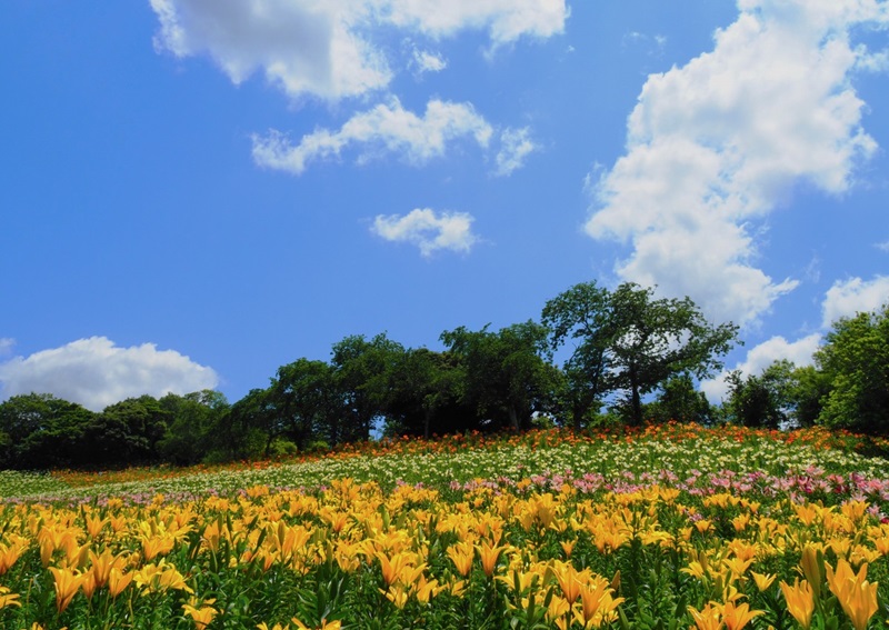 【画題】咲き競うゆり　【撮影地】静岡県袋井市　可睡ゆり園