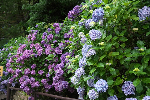 【画題】満開紫陽花　【撮影地】奈良県桜井市