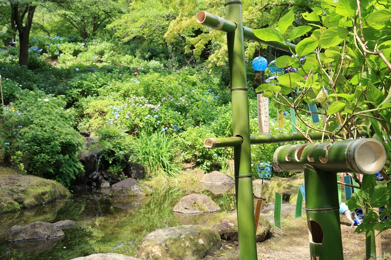 【画題】風鈴に願い込め　【撮影地】群馬県渋川市　アジサイ公園