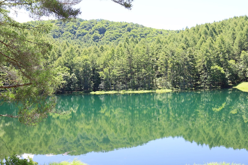 【画題】緑響く　【撮影地】長野県茅野市　御射鹿池