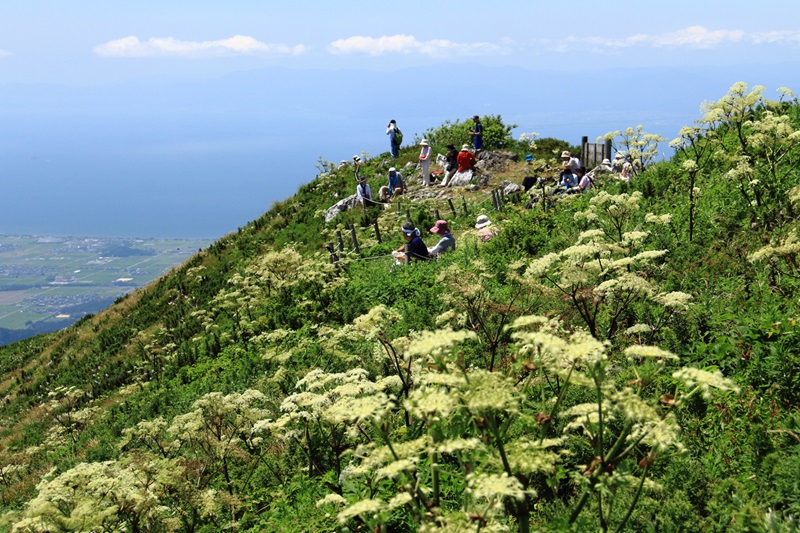 【画題】山頂花園　【撮影地】伊吹山