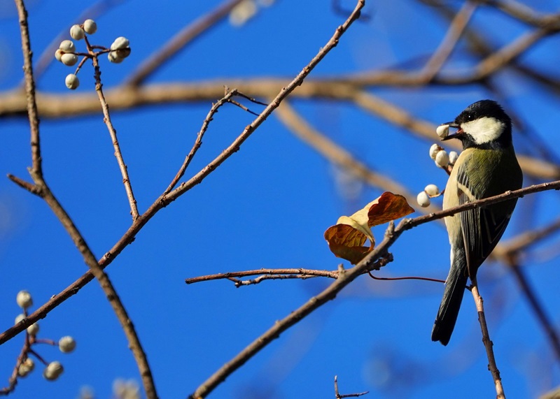【画題】好物見～つけた　【撮影地】愛知県名古屋市　庄内緑地公園