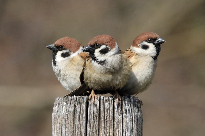 【画題】ふっくら雀　【撮影地】愛知県東海市