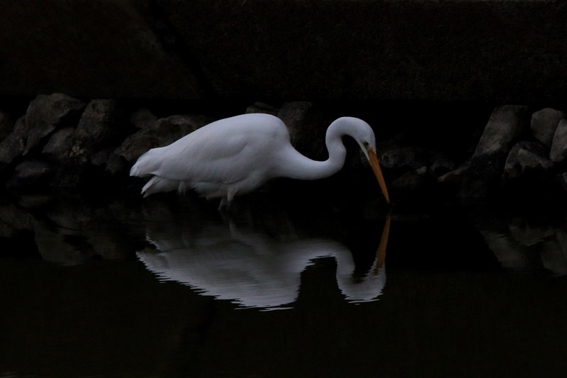 【画題】水鏡　【撮影地】愛知県知多市