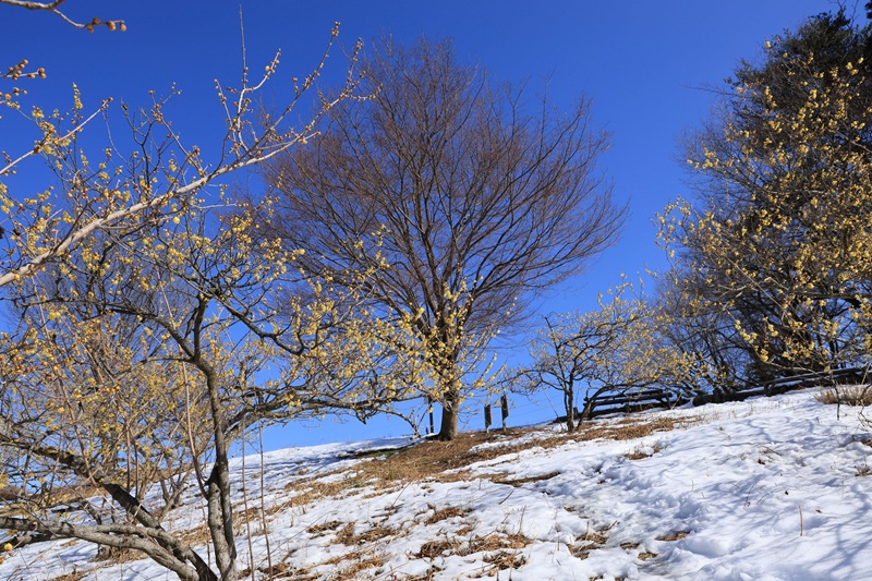 【画題】ロウバイの丘　【撮影地】群馬県渋川市