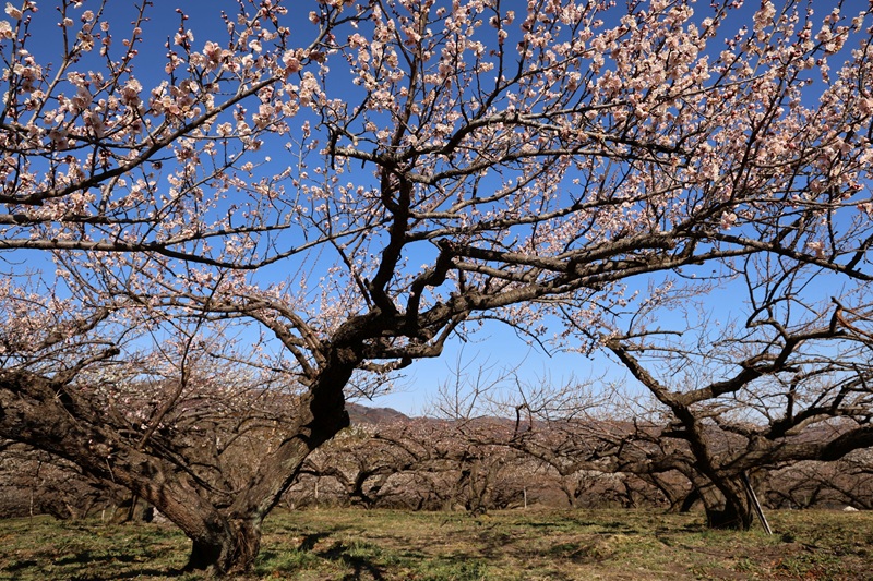 【画題】秋間梅林老木の梅の花　【撮影地】群馬県安中市