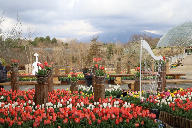 【画題】春のメロディー　【撮影地】鳥取県西伯郡　とっとり花回廊