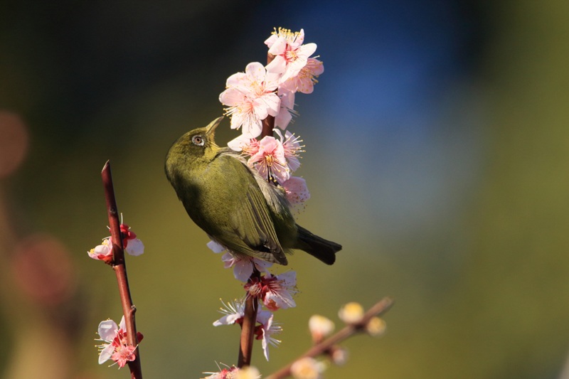 【画題】梅園春暖　【撮影地】愛知県東海市